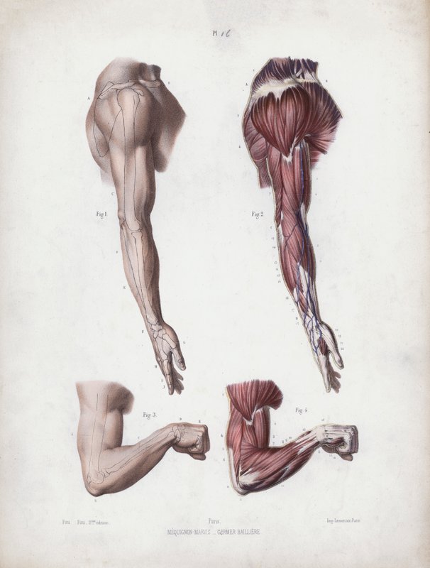 Ilustrace k Anatomii vnějších forem člověka: Mužské paže a ruce (barevné lito) od European School