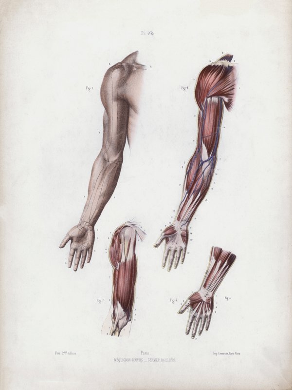 Ilustrace k Anatomii vnějších forem člověka: Mužské paže a ruce (barevné lito) od European School