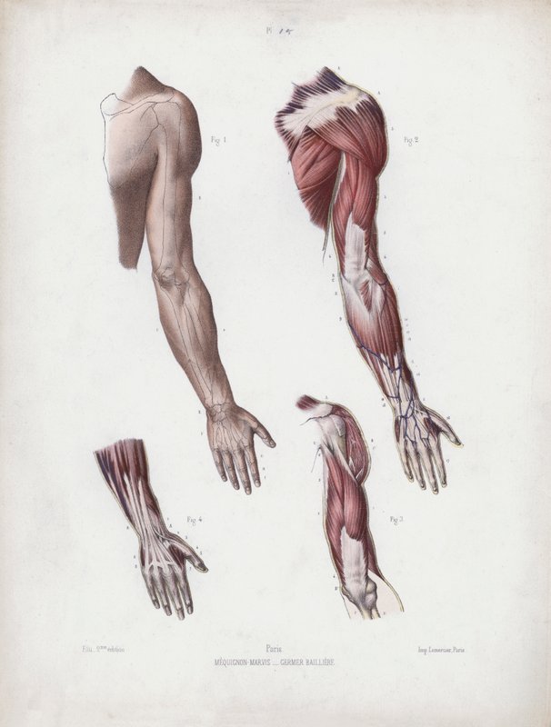 Ilustrace k Anatomii vnějších forem člověka: Mužská paže a ruce od European School