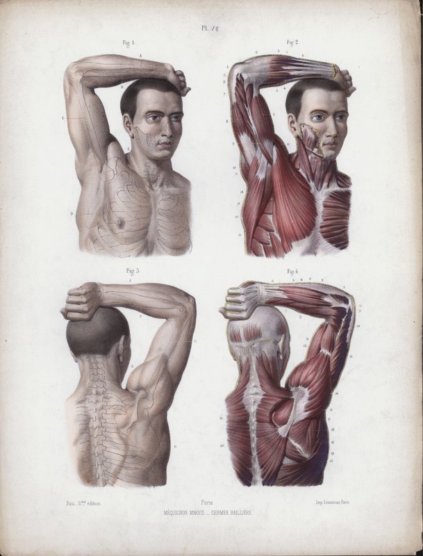 Ilustrace k Anatomii vnějších forem člověka: Muž, paže, hlava a trup od European School