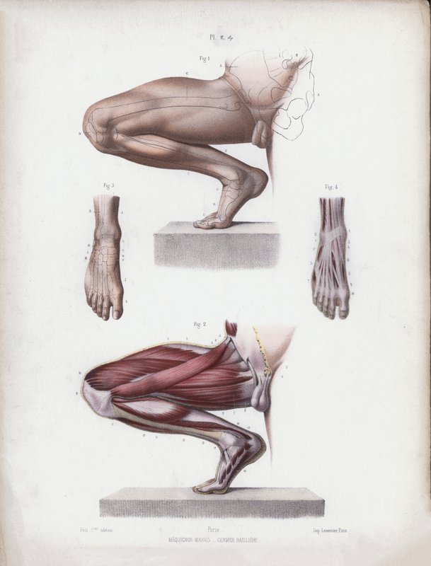Ilustrace k Anatomii vnějších forem člověka: Mužská noha a chodidlo od European School