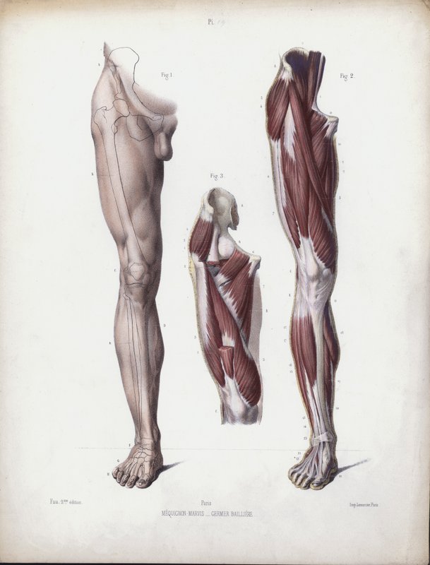 Ilustrace k knize Anatomie vnějších tvarů člověka: Mužská noha, pohled zepředu (barevná litografie) od European School