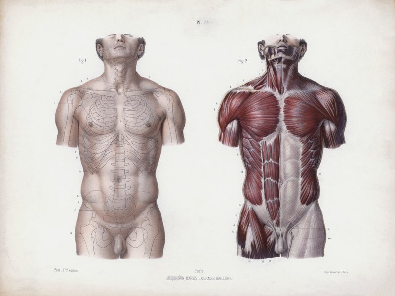 Ilustrace k Anatomii vnějších forem člověka: Mužský trup, pohled zepředu (barevné lito) od European School