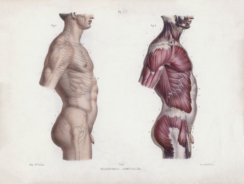 Ilustrace k knize Anatomie vnějších tvarů člověka: Mužský trup, pohled z boku (barevná litografie) od European School