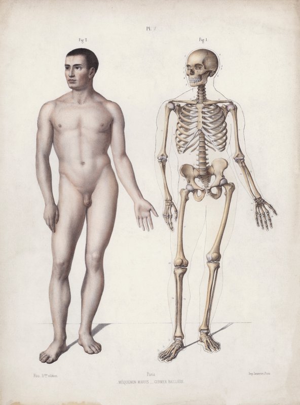 Ilustrace k Anatomii vnějších forem člověka: Muž stojící (barva lito) od European School