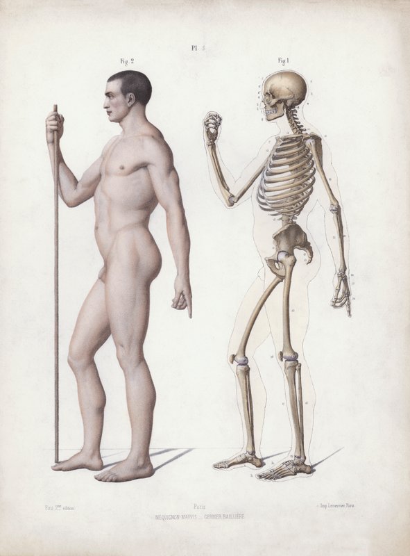 Ilustrace k Anatomii vnějších forem člověka: Muž stojící, boční pohled (barevné lito) od European School