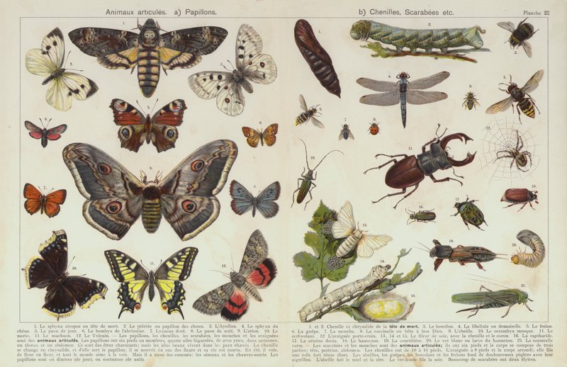 Hmyz a jiní bezobratlí (chromolitho) od European School