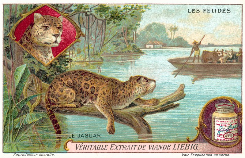 Jaguar (chromolitho) od European School