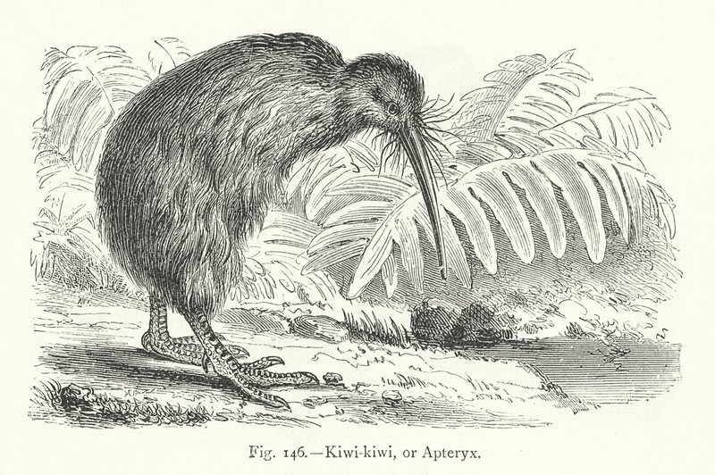 Kiwi-kiwi nebo Apteryx (rytina) od European School