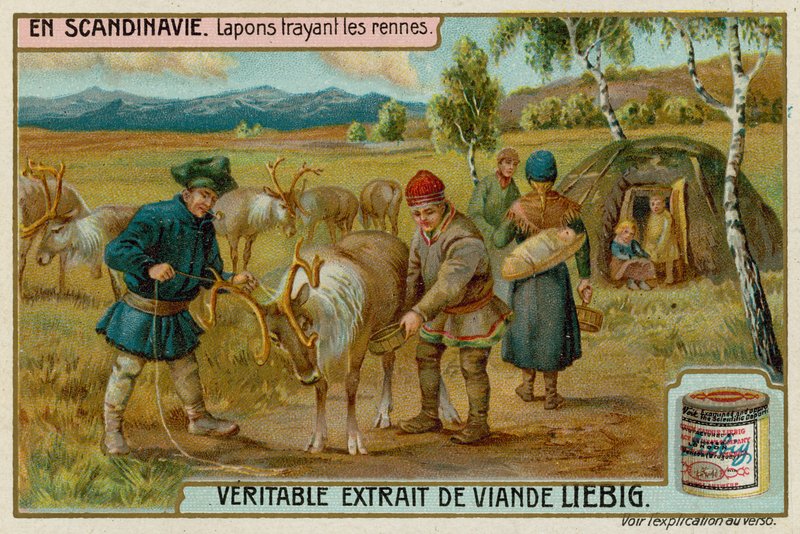 Laponci dojící soby od European School