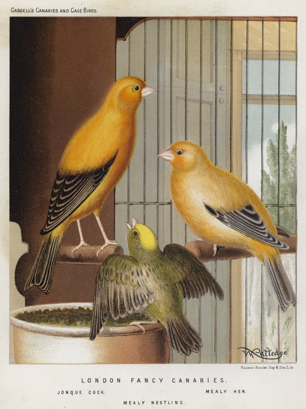London Fancy Canaries, Jonque Cock, Mealy Hen, Mealy Nestling (barevné lito) od European School
