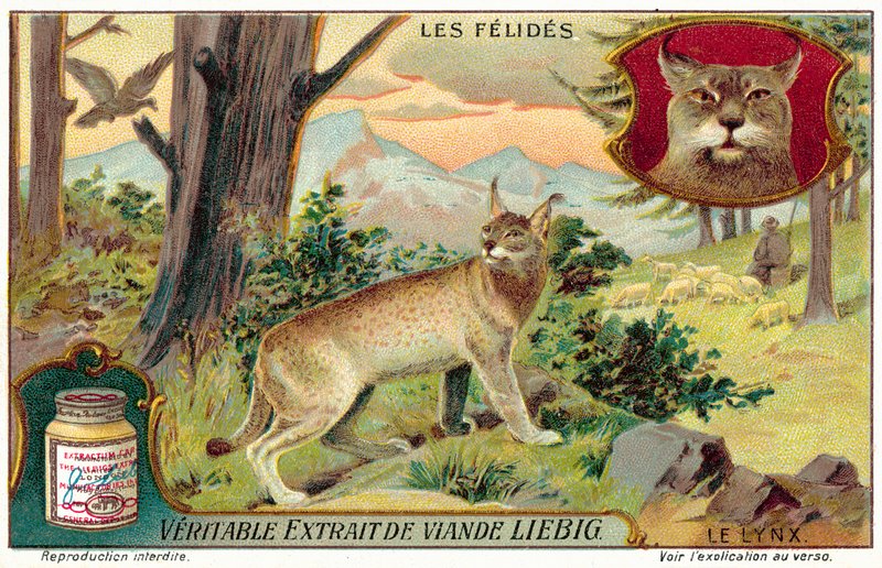 Rys (chromolitho) od European School