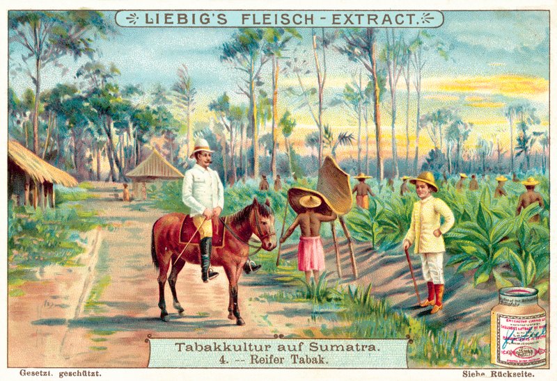 Zralé rostliny tabáku (chromolitho) od European School