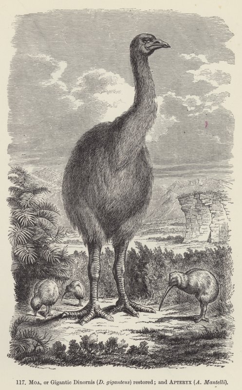 Moa, nebo Gigantic Dinornis (D giganteus) obnoven; a Apteryx, A Mantelli (rytina) od European School