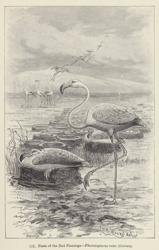 Hnízda červeného plameňáka, Phoenicopterus ruber, Cuvier (rytina) od European School