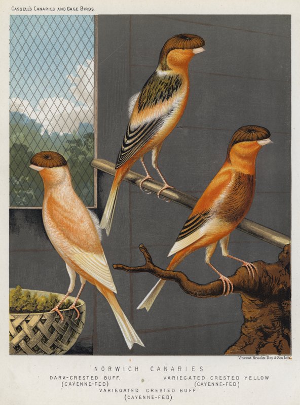 Norwich Canaries, Dark-Crested Buff, Cayenne-Fed, Variegated Crested Yellow, Cayenne-Fed, Variegated Crested Buff, Cayenne-Fed (barevná litografie) od European School
