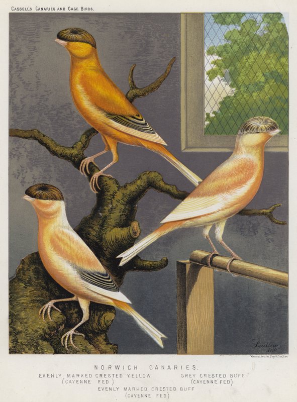 Norwich Canaries, rovnoměrně označený chocholatý žlutý, Cayenne Fed, Gray Crested Buff, Cayenne Fed, Rovnoměrně označený chocholatý Buff, Cayenne Fed (barevné litho) od European School