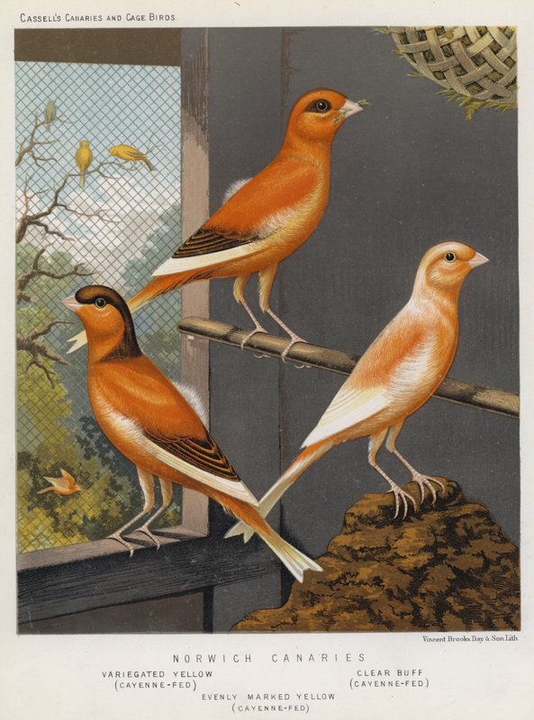 Norwich Canaries, Pestrobarevná žlutá, Cayenne-Fed, Clear Buff, Cayenne-Fed, Rovnoměrně vyznačená žlutá, Cayenne-Fed (barva litho) od European School