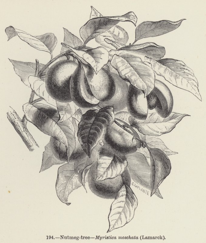 Muškátový oříšek, Myristica moschata, Lamarck (rytina) od European School
