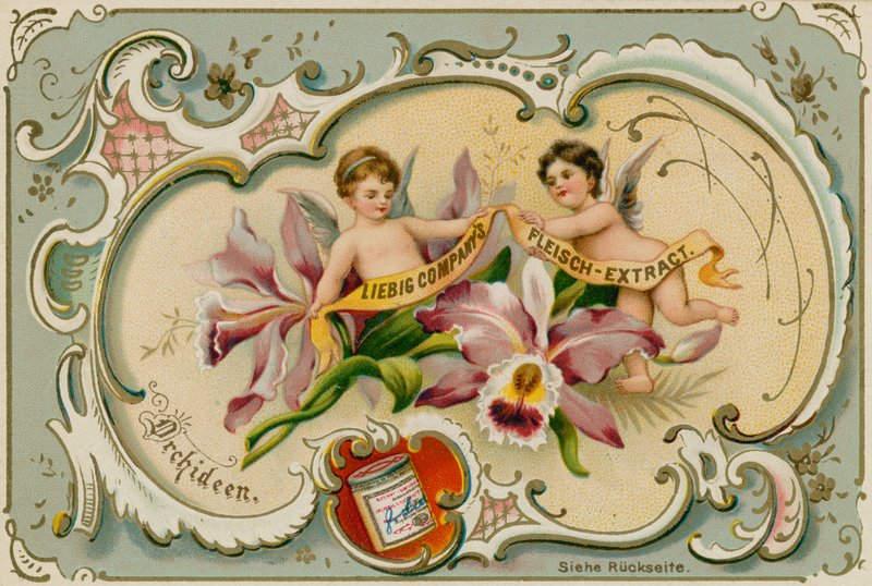 Orchidej od European School