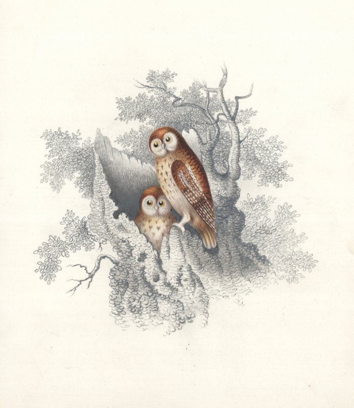 Sovy sedící na dutém kmeni mrtvého stromu (barva litho) od European School