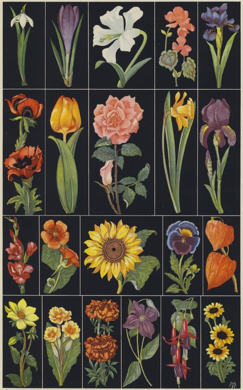 Stránka z dětské obrázkové knihy Flowers (barevná litografie) od European School