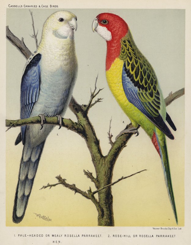 Pale-Headed nebo Mealy Rosella Parrakeet, Rose-Hill nebo Rosella Parrakeet, Hen (barevná litografie) od European School