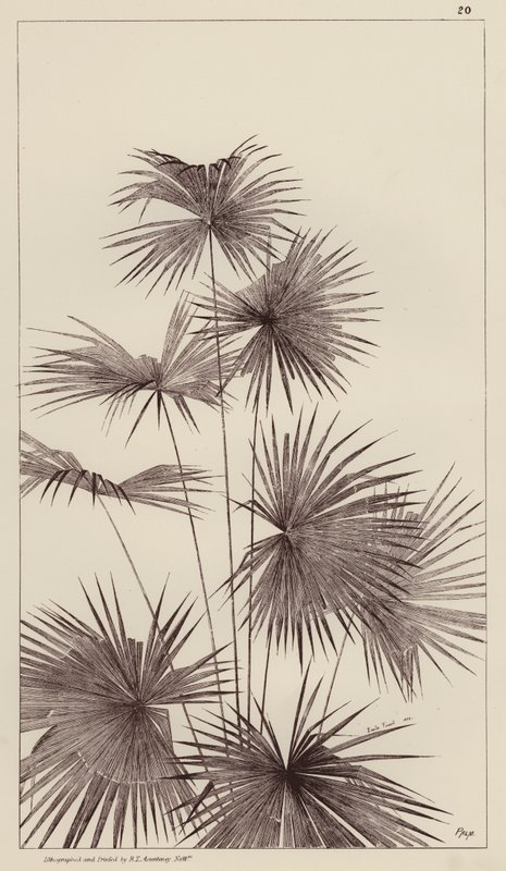 Palm (litografie) od European School
