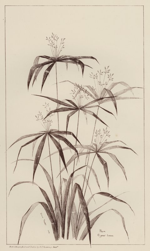 Palma Cyperus Luscus (litho) od European School