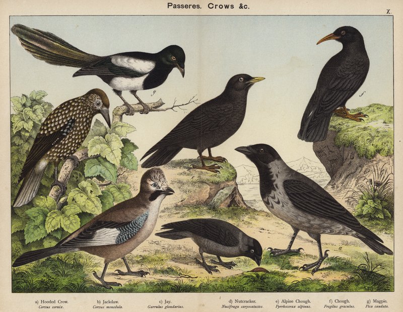 Passeres, Crows (barevná litografie) od European School