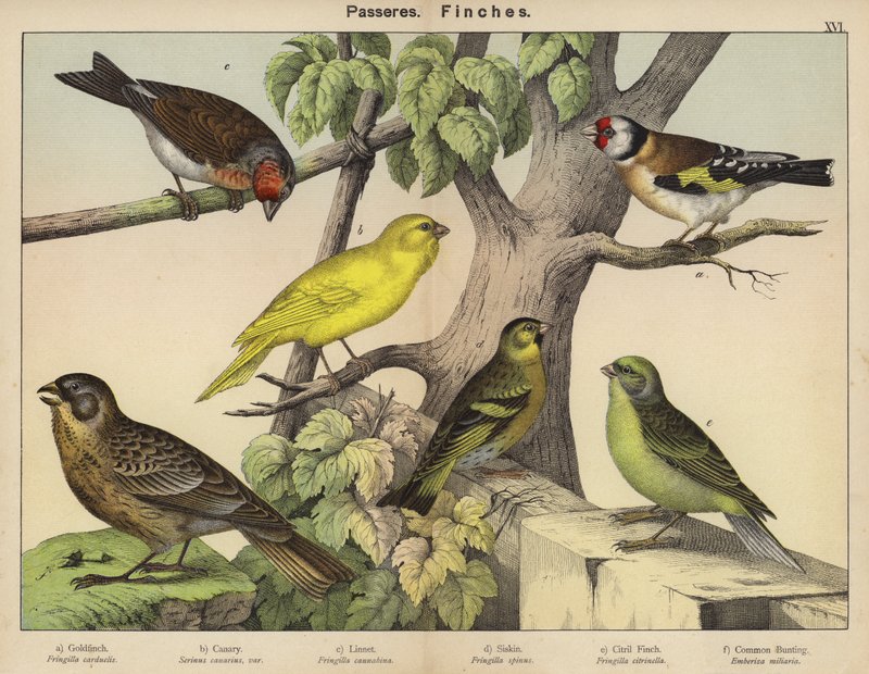 Passeres, Finches od European School