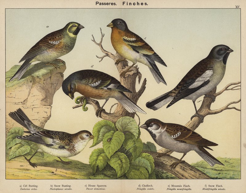 Passeres, Finches od European School