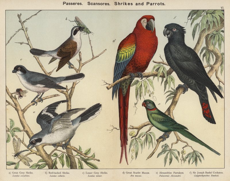 Passeres, Scansores, Shrikes and Parrots (barevná litografie) od European School
