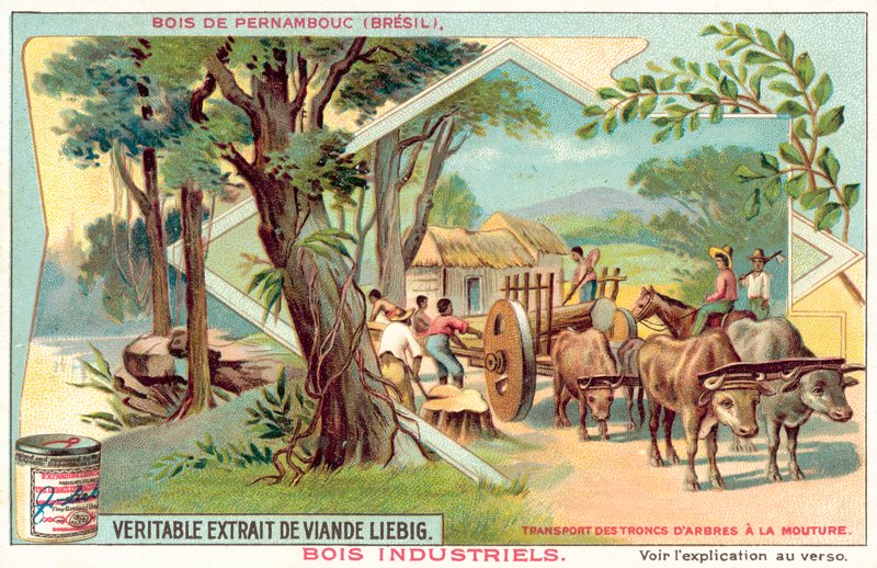 strom pernambuco (chromolitho) od European School