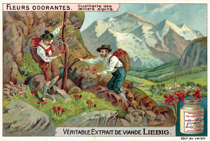 Sběr alpského hvozdíku (chromolitho) od European School