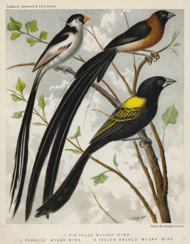 Špendlíkocasý Whydah-Bird, Paradise Whydah-Bird, Yellow Backed Whydah-Bird (barva lito) od European School