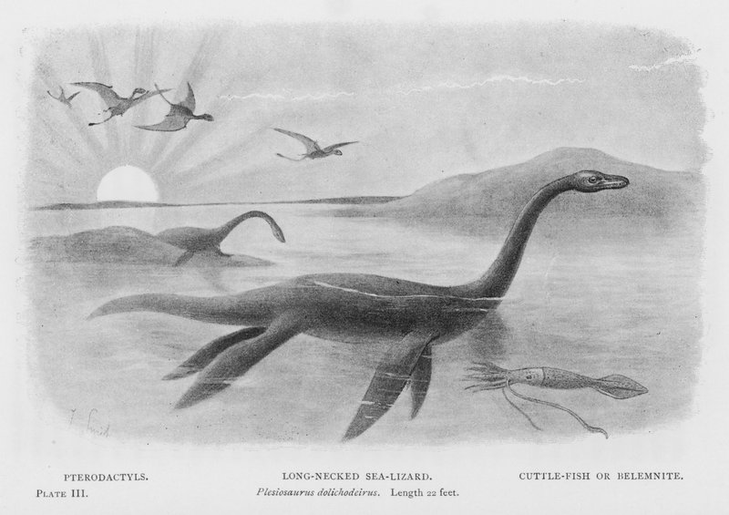 Pterodaktylové, mořská ještěrka s dlouhým krkem, Plesiosaurus dolichodeirus, délka 22 stop, sépie nebo Belemnit (litho) od European School