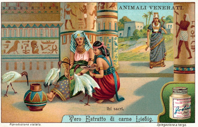 Ibis posvátný ve starověkém Egyptě (chromolitho) od European School
