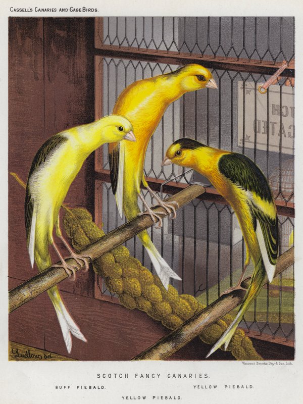 Scotch Fancy Canaries, Buff Piebald, Yellow Piebald (barevná litografie) od European School