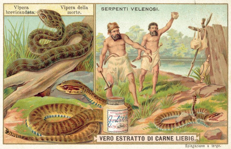 Zmije krátkoocasá a zmije obecná (chromolitho) od European School