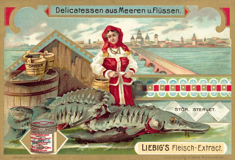 jeseter (chromolitho) od European School