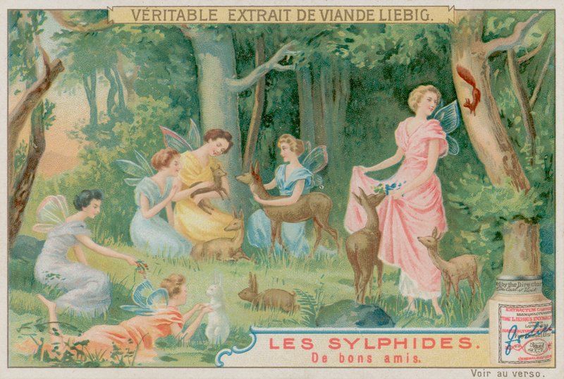 Sylfy a lesní zvířata od European School