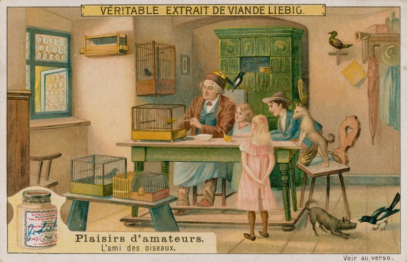 Amatérský milovník ptáků od European School