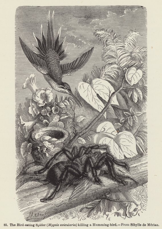 Ptačí pavouk (Mygale avicularia) zabíjející kolibříka (rytina) od European School