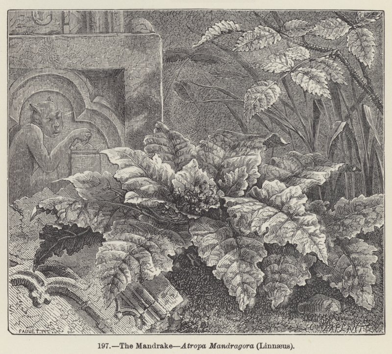 Mandragora, Atropa Mandragora, Linné (rytina) od European School