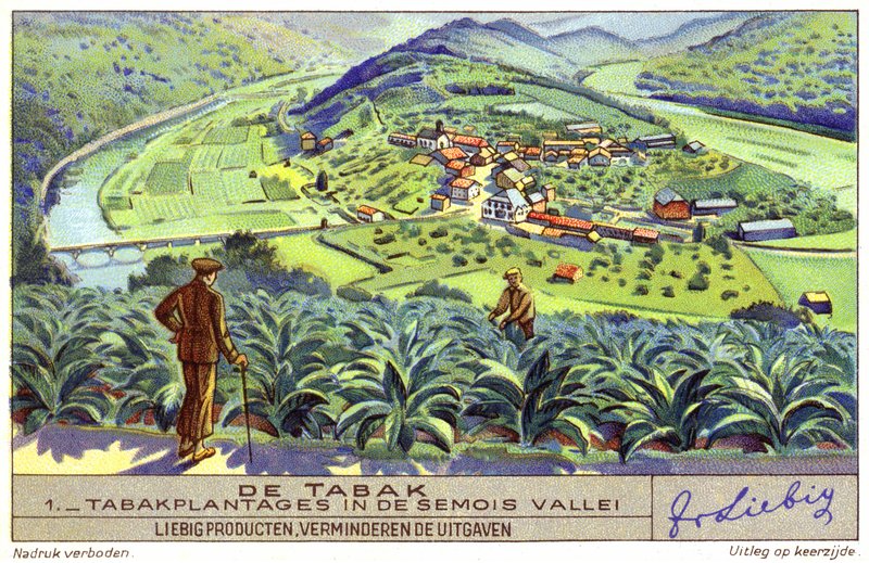 Tabáková plantáž v údolí Semois, Belgie (chromolit) od European School