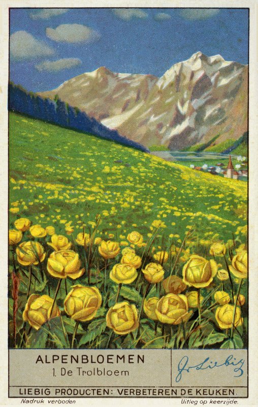 Trollius (Globeflower) (chromolitho) od European School
