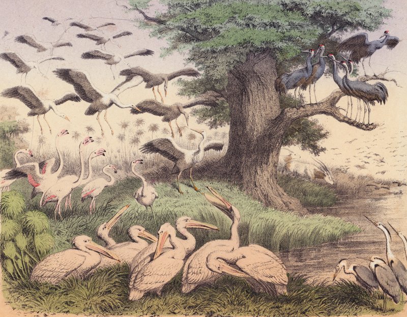 Různí afričtí ptáci (barevná litografie) od European School