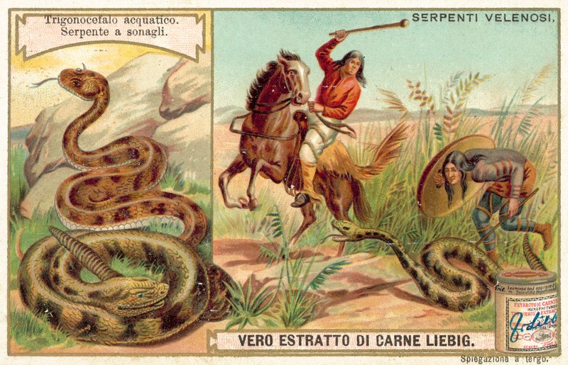 Vodní mokasín a chřestýš (chromolitho) od European School