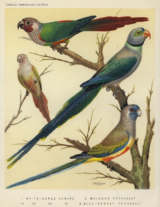Conure bělooká, andulka malabarská, andulka modrá Bonnet od European School